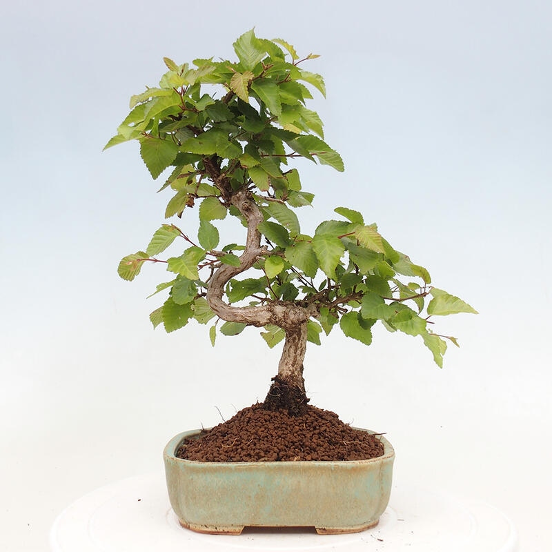 Bonsai im Freien -Carpinus CARPINOIDES - Koreanische Hainbuche