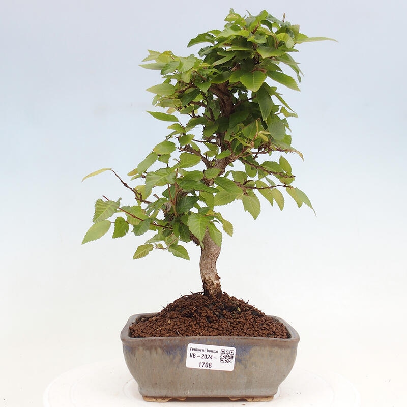 Bonsai im Freien -Carpinus CARPINOIDES - Koreanische Hainbuche