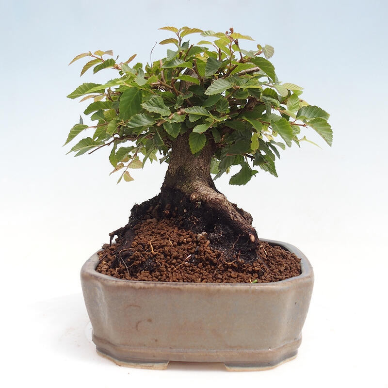 Outdoor-Bonsai -Carpinus CARPINOIDES - Koreanisch Hainbuche