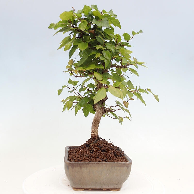 Bonsai im Freien -Carpinus CARPINOIDES - Koreanische Hainbuche