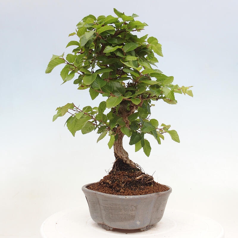 Bonsai im Freien -Carpinus CARPINOIDES - Koreanische Hainbuche