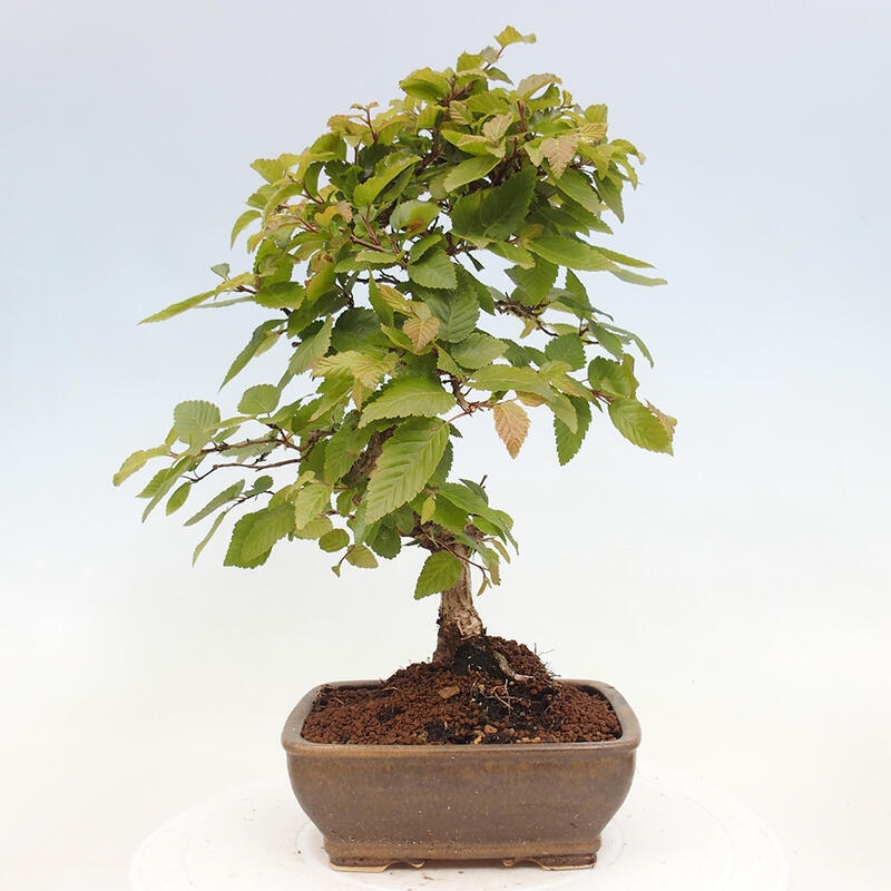 Bonsai im Freien -Carpinus CARPINOIDES - Koreanische Hainbuche