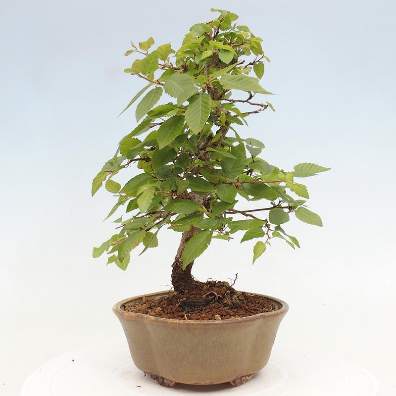 Bonsai im Freien -Carpinus CARPINOIDES - Koreanische Hainbuche