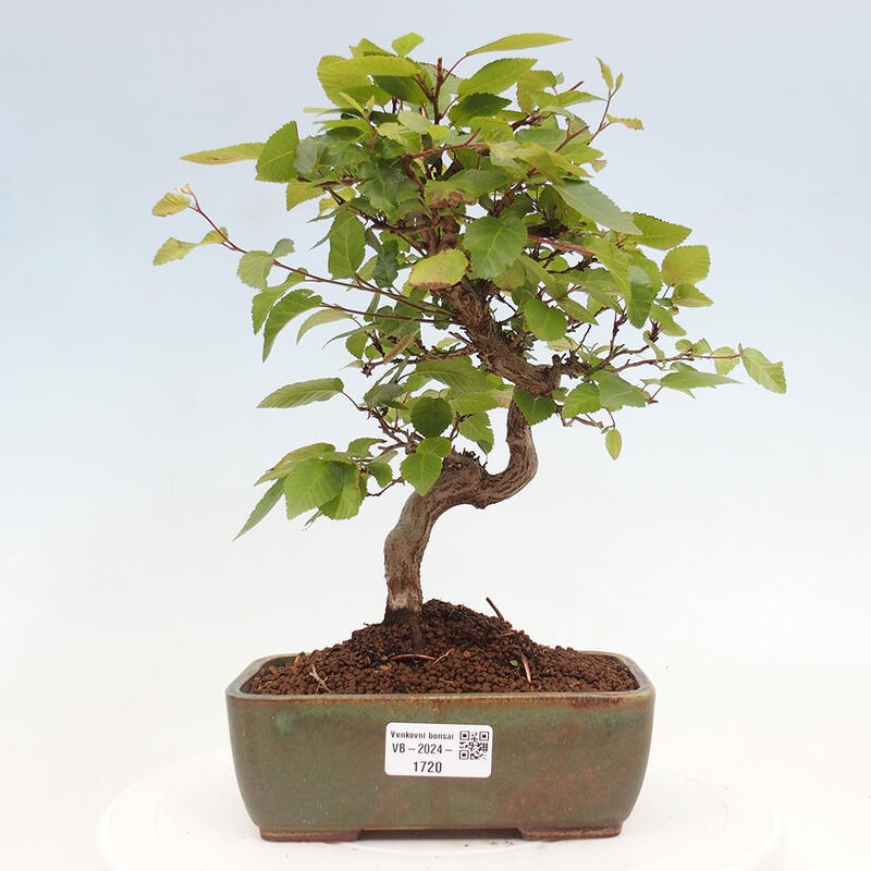 Bonsai im Freien -Carpinus CARPINOIDES - Koreanische Hainbuche