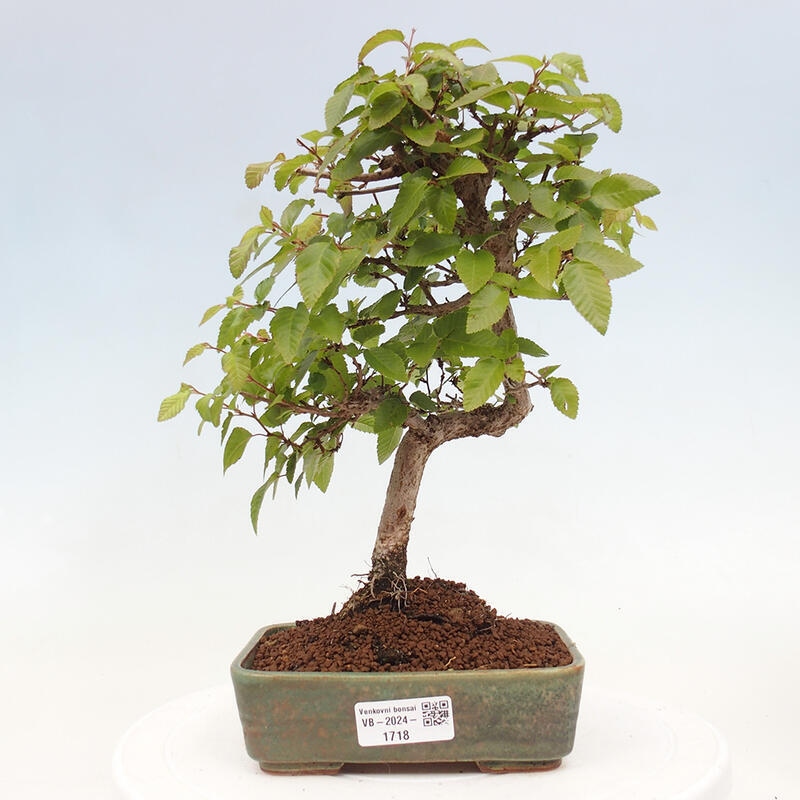 Bonsai im Freien -Carpinus CARPINOIDES - Koreanische Hainbuche