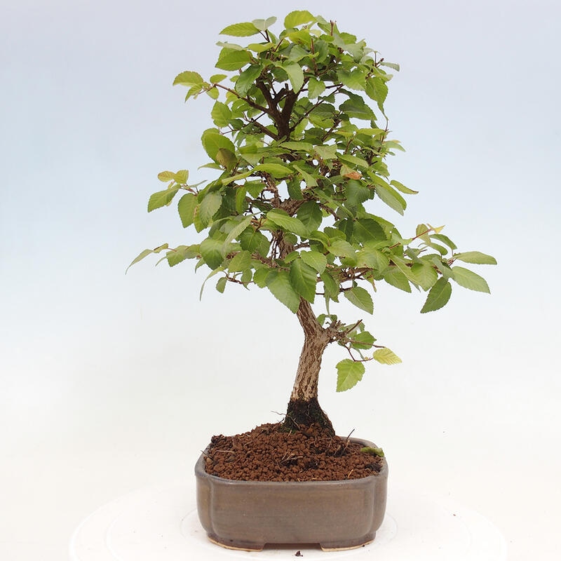 Bonsai im Freien -Carpinus CARPINOIDES - Koreanische Hainbuche