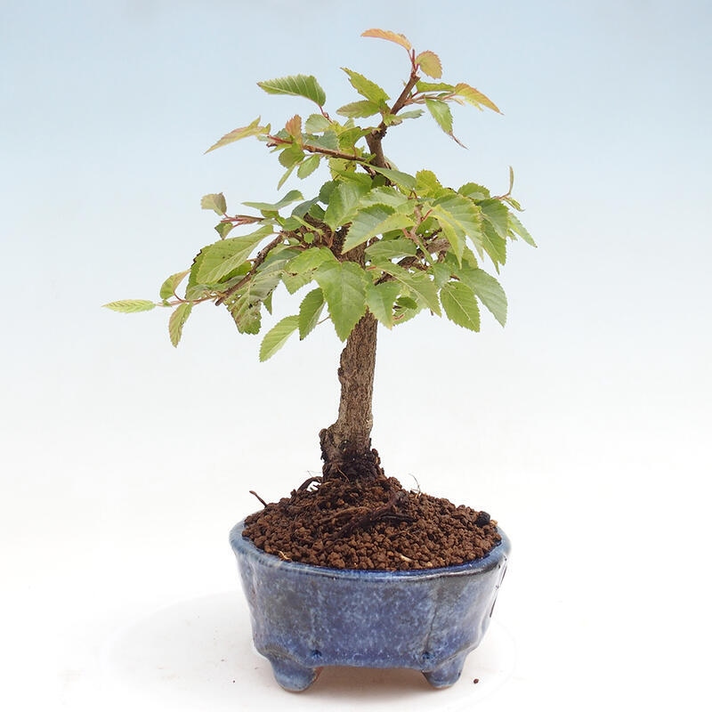 Outdoor-Bonsai -Carpinus CARPINOIDES - Koreanisch Hainbuche