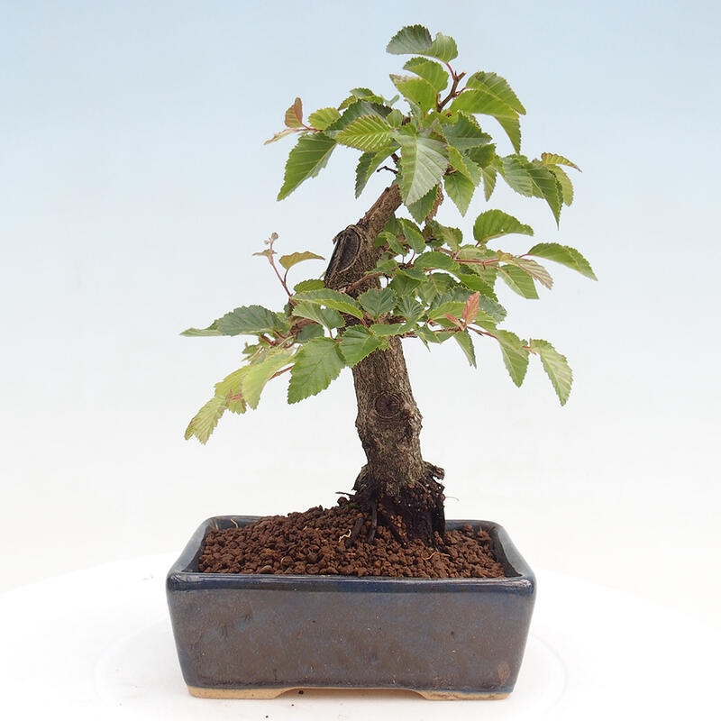 Outdoor-Bonsai -Carpinus CARPINOIDES - Koreanisch Hainbuche