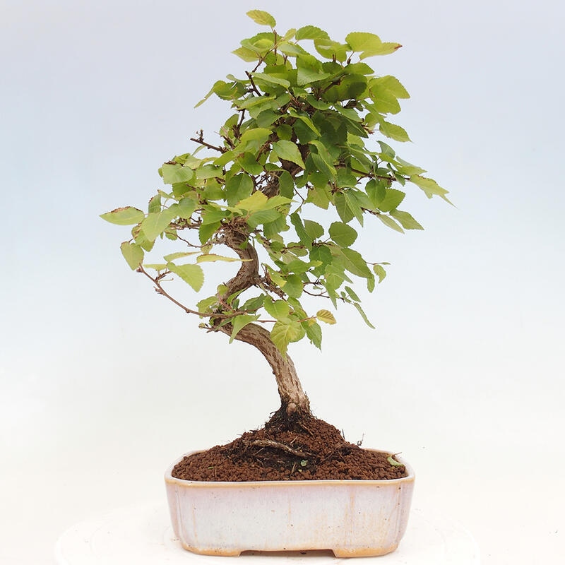 Bonsai im Freien -Carpinus CARPINOIDES - Koreanische Hainbuche