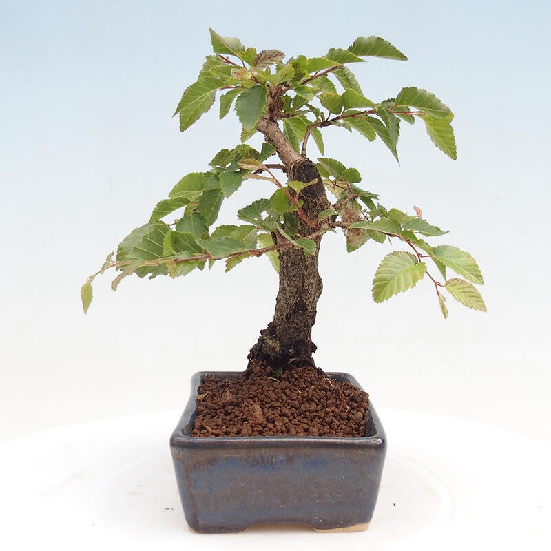 Outdoor-Bonsai -Carpinus CARPINOIDES - Koreanisch Hainbuche