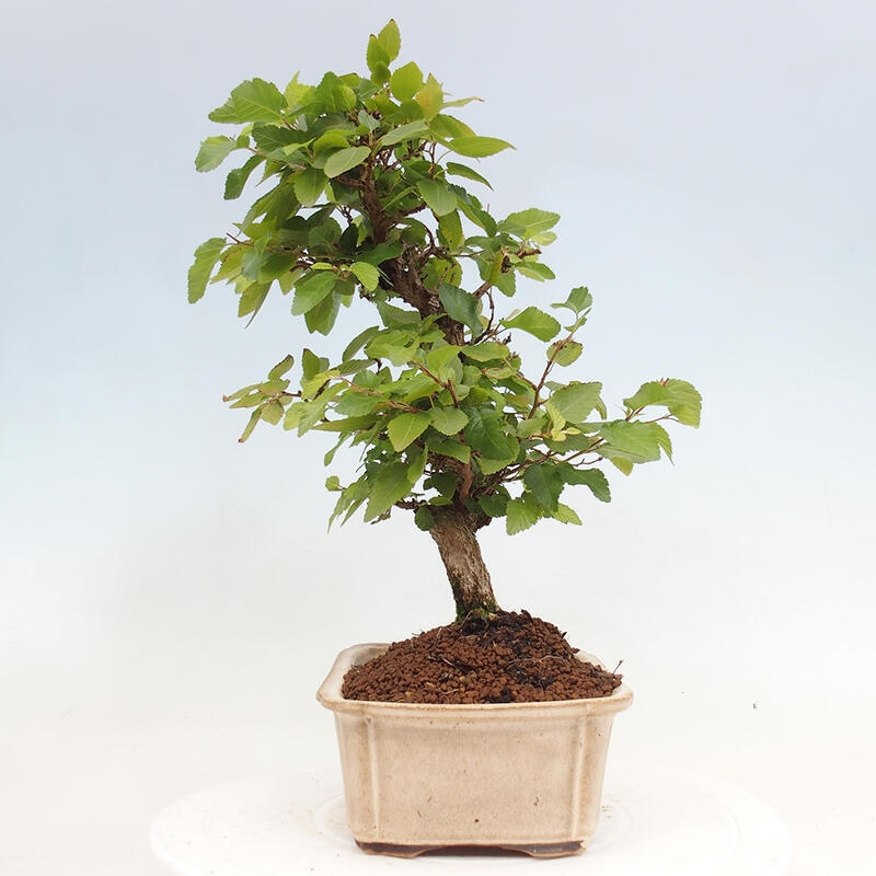 Bonsai im Freien -Carpinus CARPINOIDES - Koreanische Hainbuche