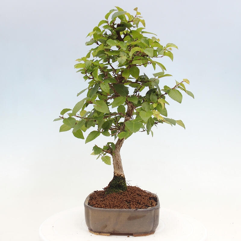 Bonsai im Freien -Carpinus CARPINOIDES - Koreanische Hainbuche