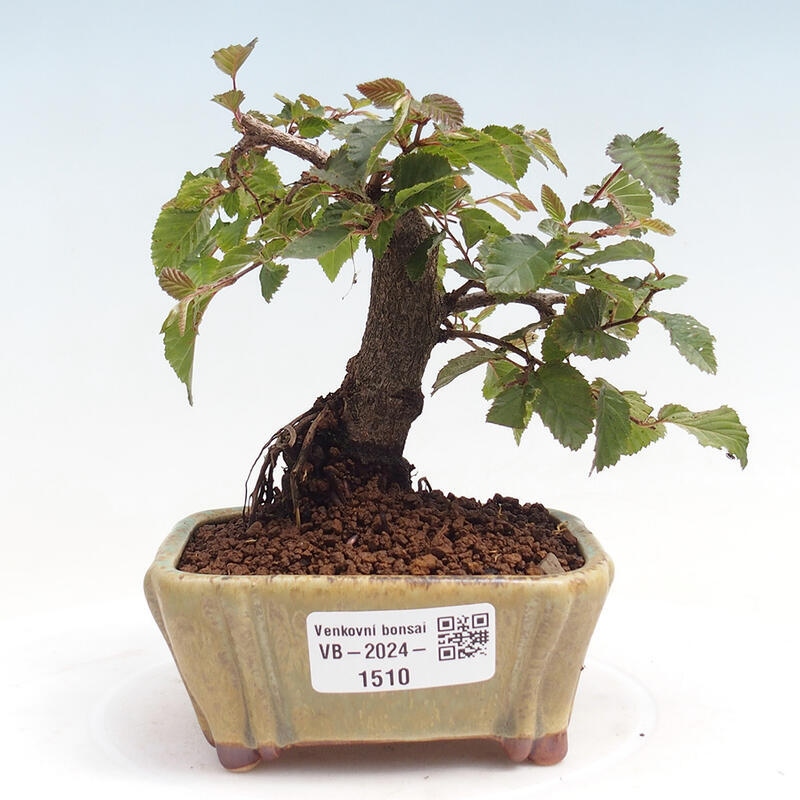 Outdoor-Bonsai -Carpinus CARPINOIDES - Koreanisch Hainbuche