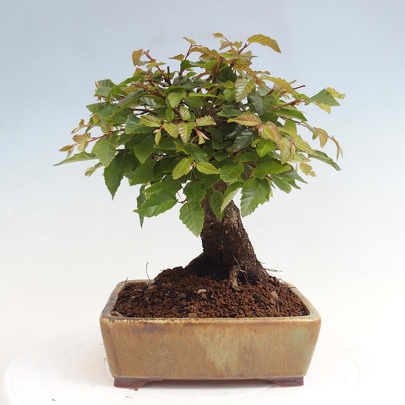 Outdoor-Bonsai -Carpinus CARPINOIDES - Koreanisch Hainbuche