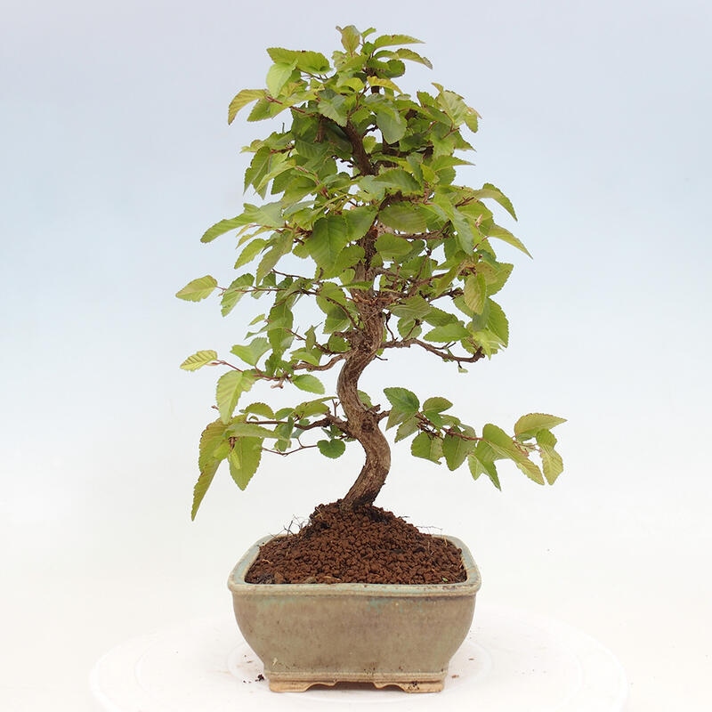 Bonsai im Freien -Carpinus CARPINOIDES - Koreanische Hainbuche