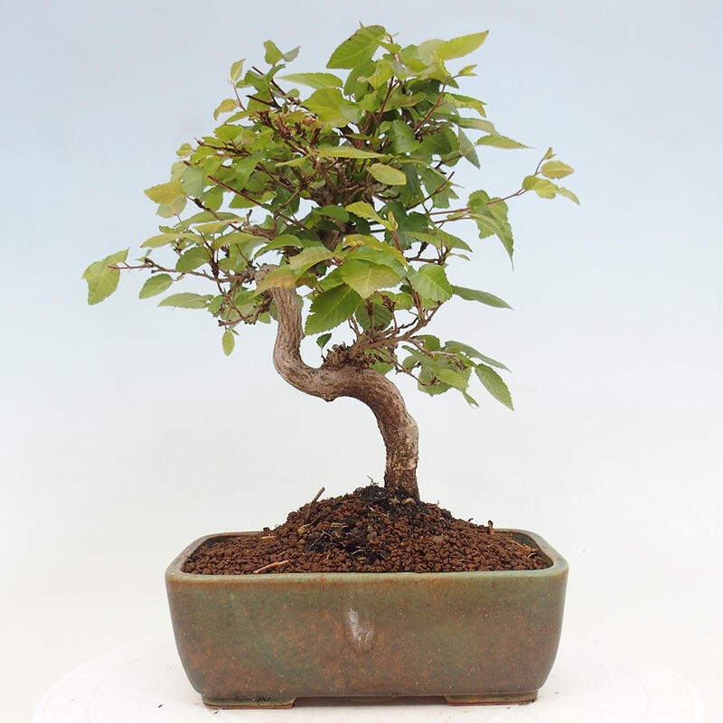 Bonsai im Freien -Carpinus CARPINOIDES - Koreanische Hainbuche