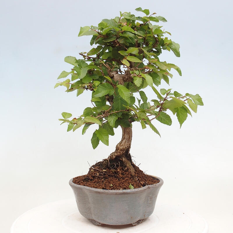 Bonsai im Freien -Carpinus CARPINOIDES - Koreanische Hainbuche