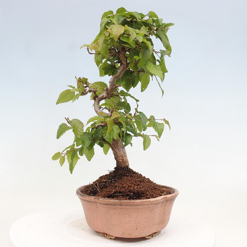 Bonsai im Freien -Carpinus CARPINOIDES - Koreanische Hainbuche