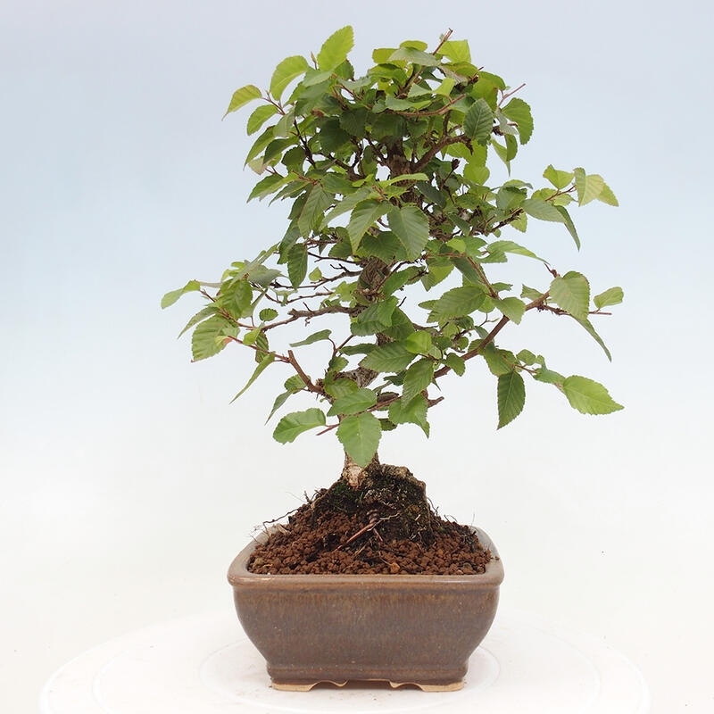 Bonsai im Freien -Carpinus CARPINOIDES - Koreanische Hainbuche