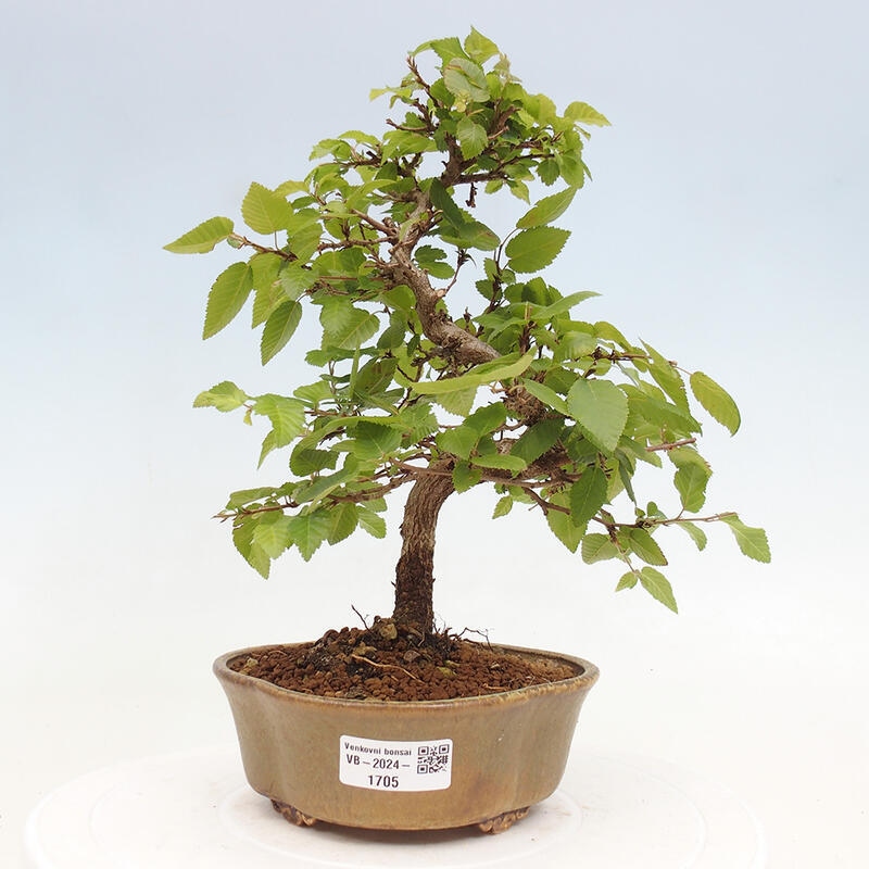 Bonsai im Freien -Carpinus CARPINOIDES - Koreanische Hainbuche