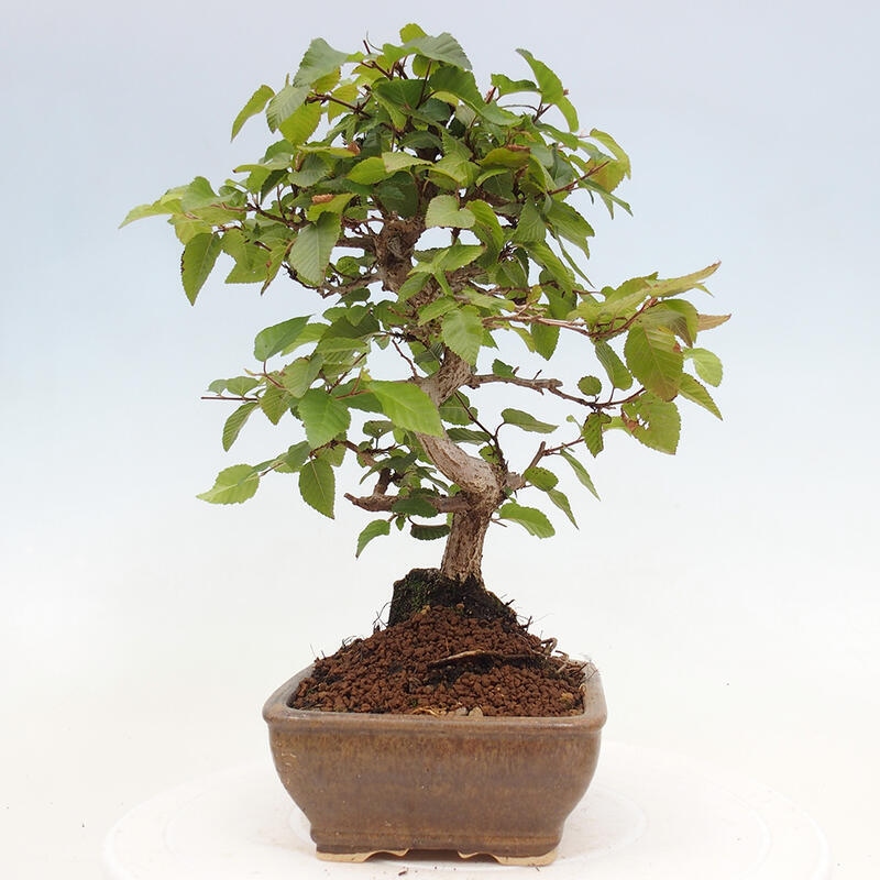 Bonsai im Freien -Carpinus CARPINOIDES - Koreanische Hainbuche