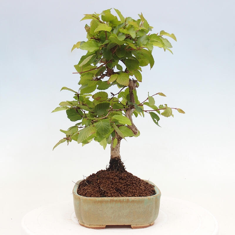 Bonsai im Freien -Carpinus CARPINOIDES - Koreanische Hainbuche