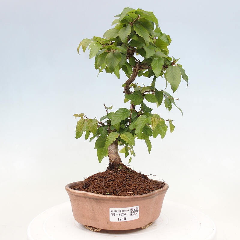 Bonsai im Freien -Carpinus CARPINOIDES - Koreanische Hainbuche