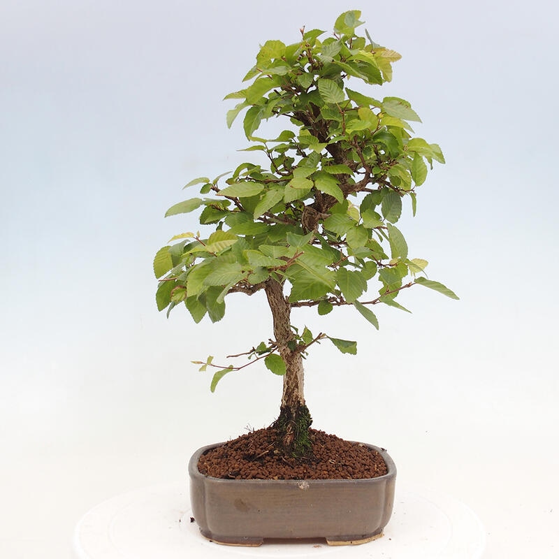 Bonsai im Freien -Carpinus CARPINOIDES - Koreanische Hainbuche