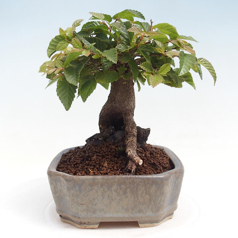 Outdoor-Bonsai -Carpinus CARPINOIDES - Koreanisch Hainbuche