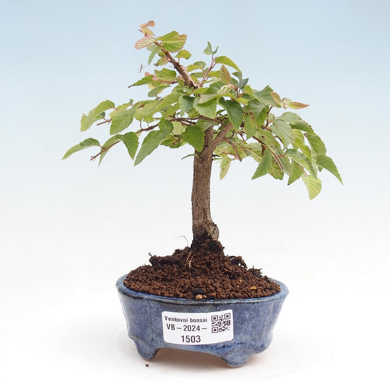 Outdoor-Bonsai -Carpinus CARPINOIDES - Koreanisch Hainbuche