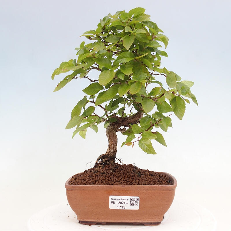 Bonsai im Freien -Carpinus CARPINOIDES - Koreanische Hainbuche