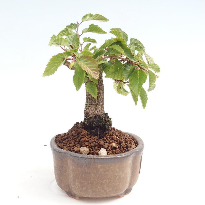 Outdoor-Bonsai -Carpinus CARPINOIDES - Koreanisch Hainbuche