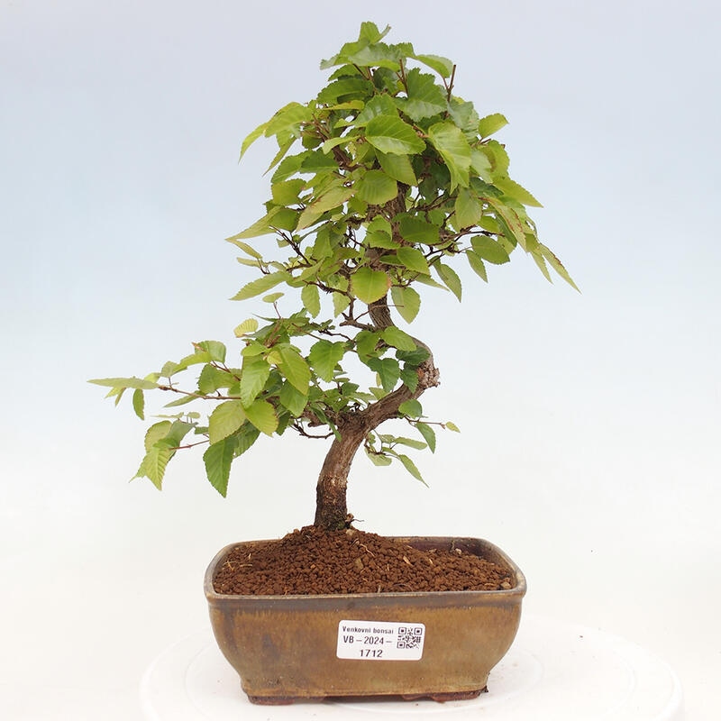 Bonsai im Freien -Carpinus CARPINOIDES - Koreanische Hainbuche