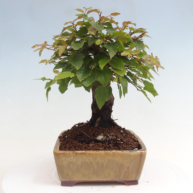 Outdoor-Bonsai -Carpinus CARPINOIDES - Koreanisch Hainbuche