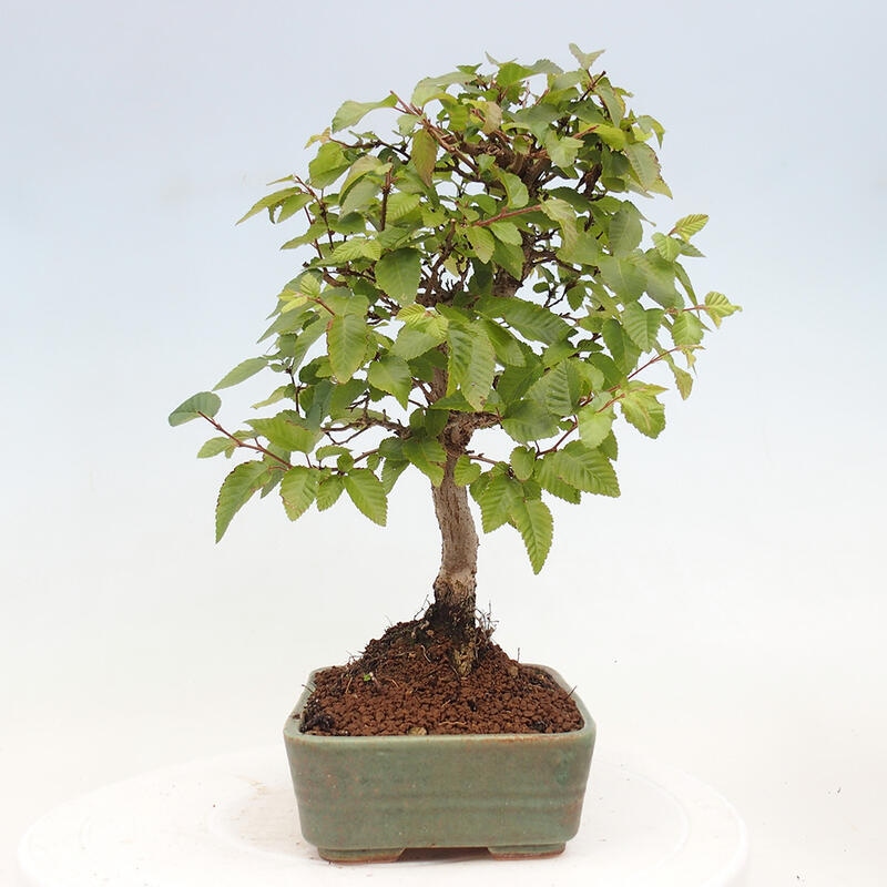 Bonsai im Freien -Carpinus CARPINOIDES - Koreanische Hainbuche