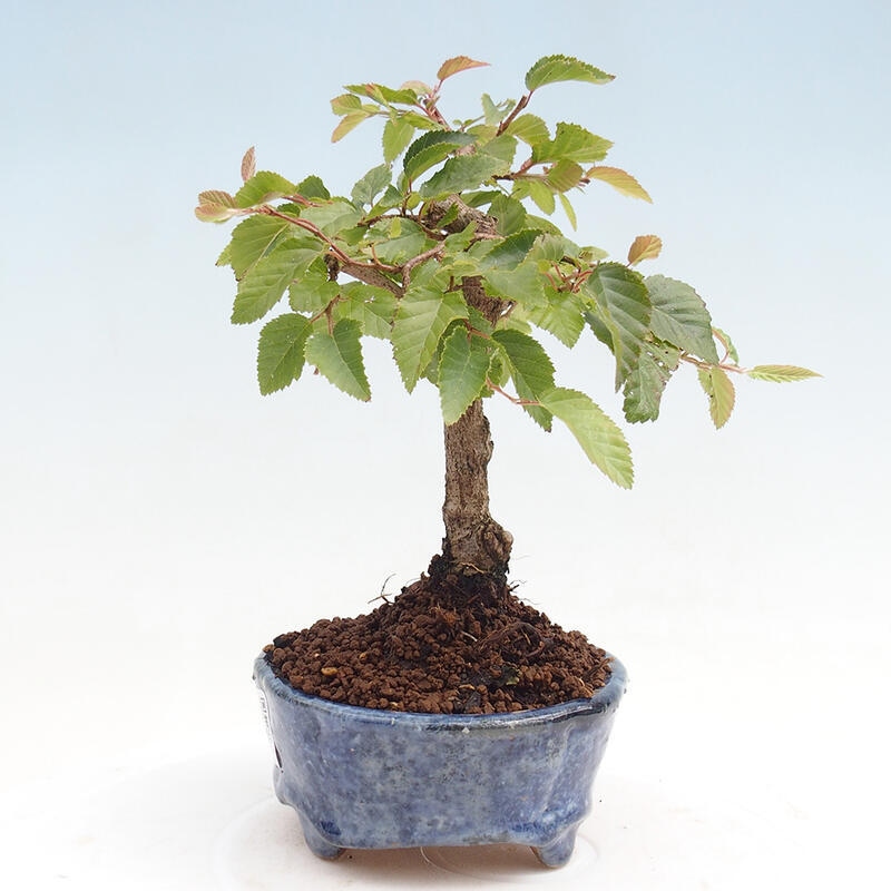 Outdoor-Bonsai -Carpinus CARPINOIDES - Koreanisch Hainbuche