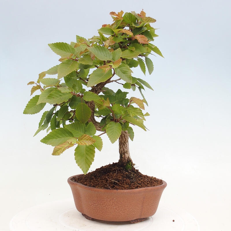 Bonsai im Freien -Carpinus CARPINOIDES - Koreanische Hainbuche