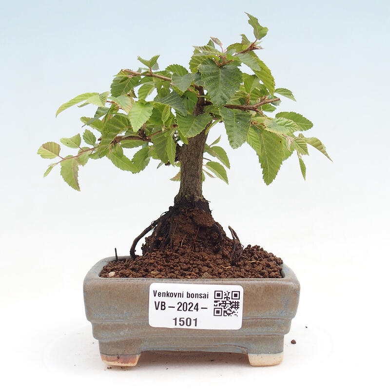 Outdoor-Bonsai -Carpinus CARPINOIDES - Koreanisch Hainbuche