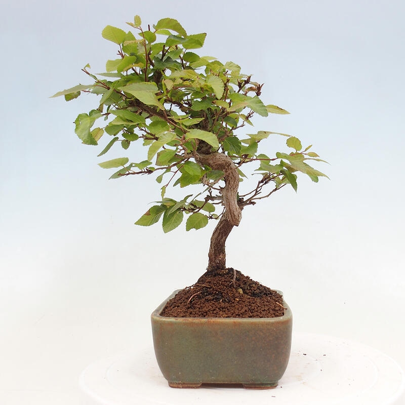 Bonsai im Freien -Carpinus CARPINOIDES - Koreanische Hainbuche