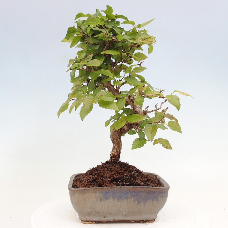 Bonsai im Freien -Carpinus CARPINOIDES - Koreanische Hainbuche