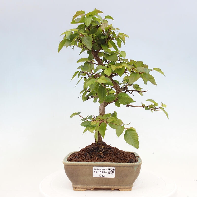 Bonsai im Freien -Carpinus CARPINOIDES - Koreanische Hainbuche