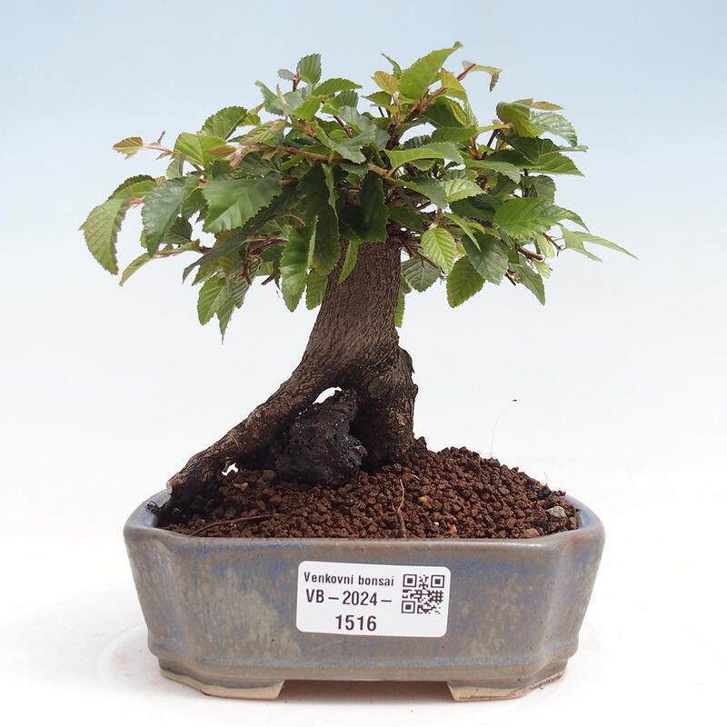 Outdoor-Bonsai -Carpinus CARPINOIDES - Koreanisch Hainbuche