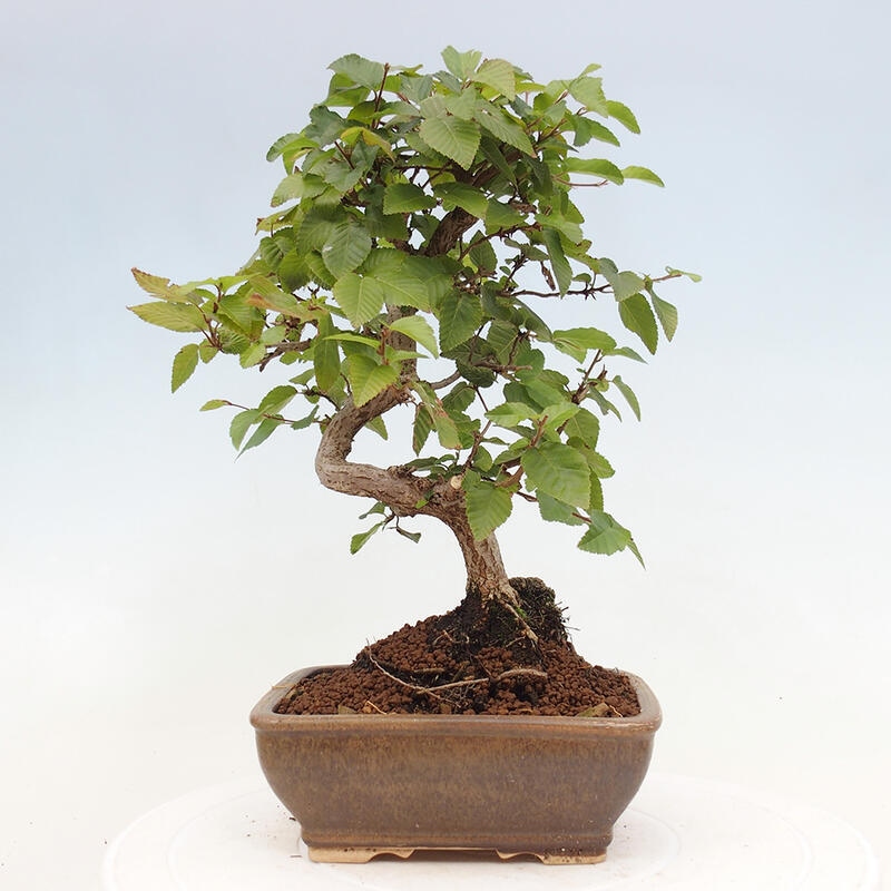 Bonsai im Freien -Carpinus CARPINOIDES - Koreanische Hainbuche