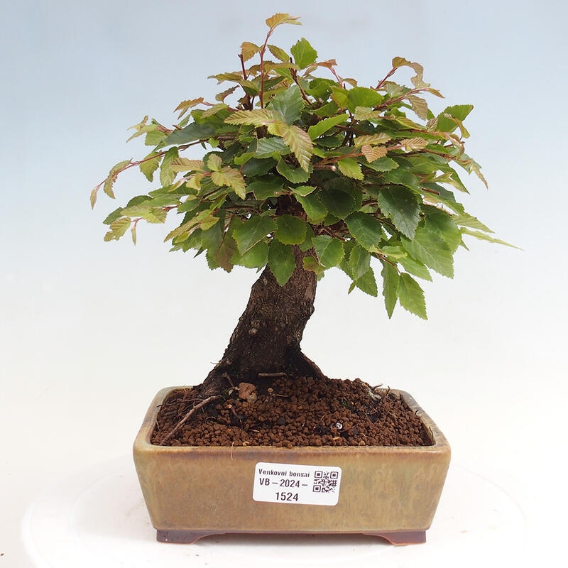 Outdoor-Bonsai -Carpinus CARPINOIDES - Koreanisch Hainbuche