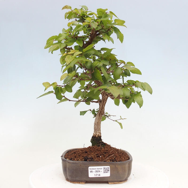 Bonsai im Freien -Carpinus CARPINOIDES - Koreanische Hainbuche