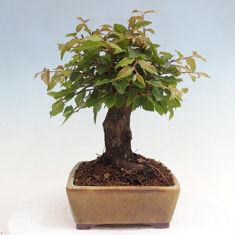 Outdoor-Bonsai -Carpinus CARPINOIDES - Koreanisch Hainbuche