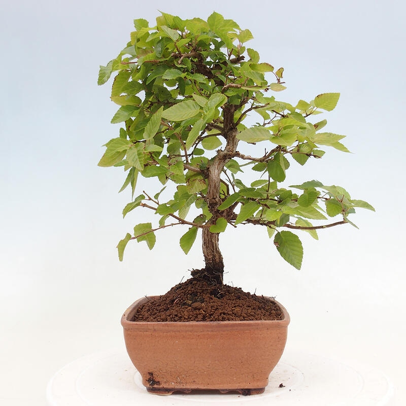 Bonsai im Freien -Carpinus CARPINOIDES - Koreanische Hainbuche