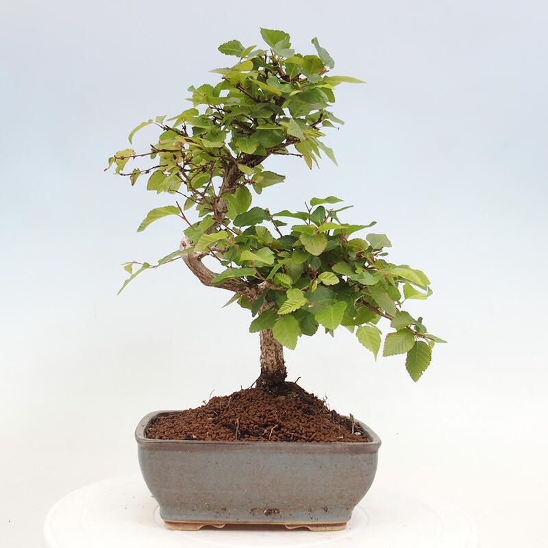 Bonsai im Freien -Carpinus CARPINOIDES - Koreanische Hainbuche