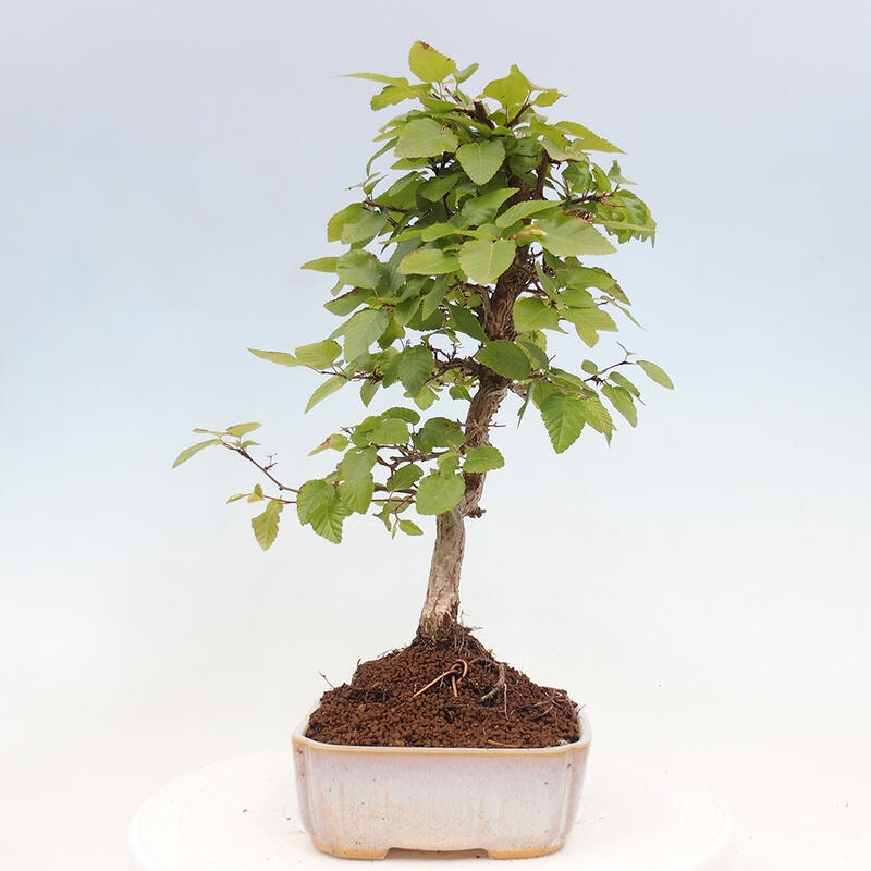 Bonsai im Freien -Carpinus CARPINOIDES - Koreanische Hainbuche