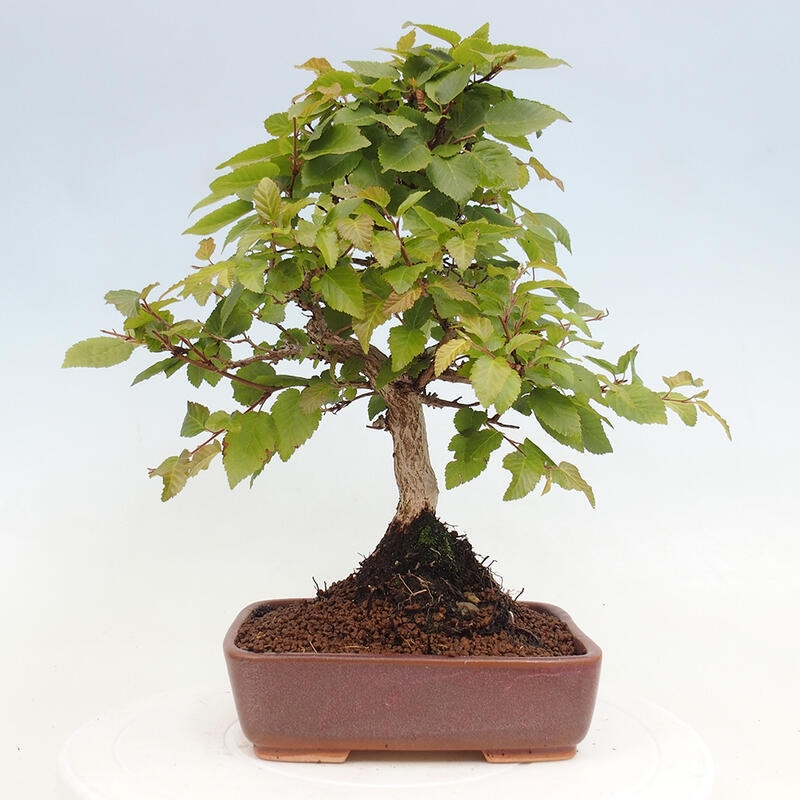 Bonsai im Freien -Carpinus CARPINOIDES - Koreanische Hainbuche